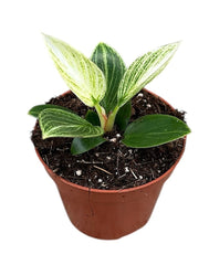 Philodendron Birkin Galaxy 8cm Pot 15cm Height House Plant