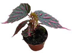 Begonia Mila's Miracle 8cm Pot 10cm Height House Plant