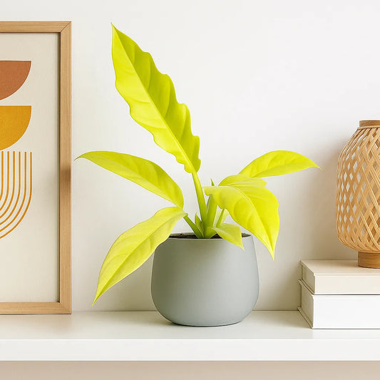 25 -30cm Philodendron Lemon Saw House Plant 12cm Pot