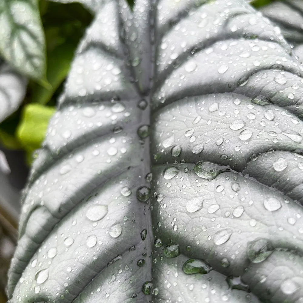 25 - 30cm Alocasia Baginda Silver Dragon Elephant Ear 12cm Pot House Plant