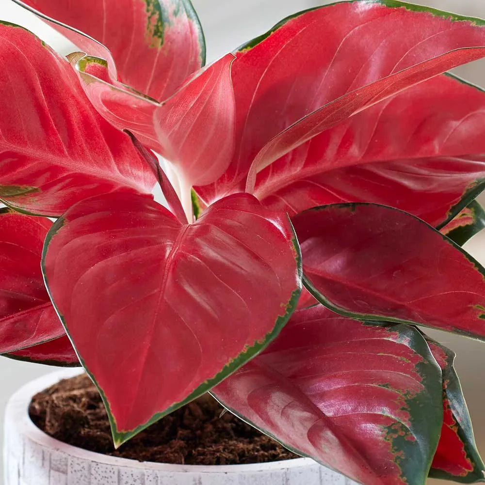 25 - 35cm Aglaonema Red Star Chinese Evergreen 12cm Pot House Plant