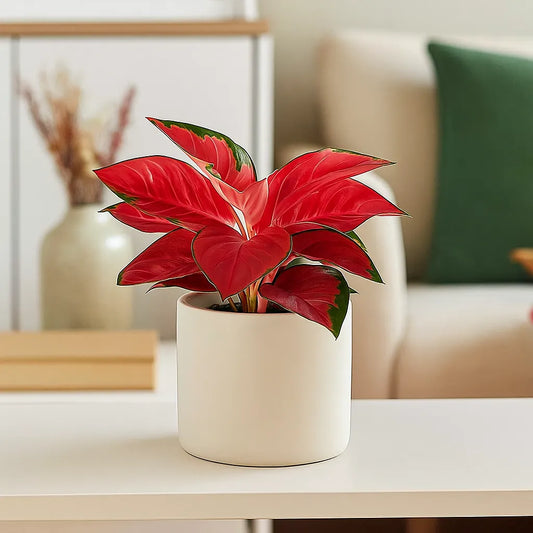 25 - 35cm Aglaonema Red Star Chinese Evergreen 12cm Pot House Plant