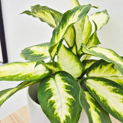 25 - 35cm Dieffenbachia Camilla Dumb Cane 12cm Pot House Plant