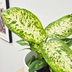 25 - 35cm Dieffenbachia Compacta Dumb Cane 12cm Pot House Plant