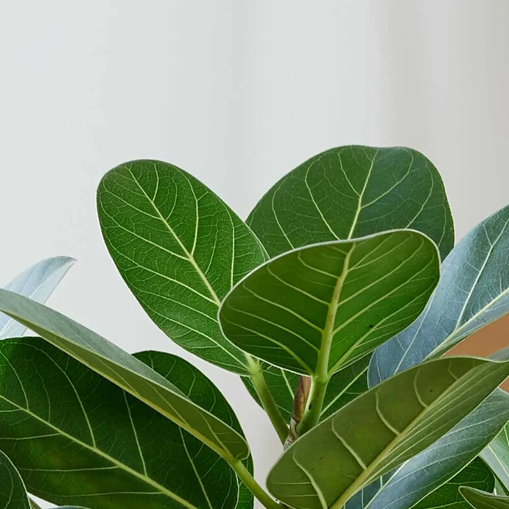 25 - 35cm Ficus Benghalensis Audrey Rubber Plant 12cm Pot House Plant