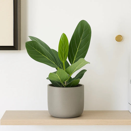 25 - 35cm Ficus Benghalensis Audrey Rubber Plant 12cm Pot House Plant