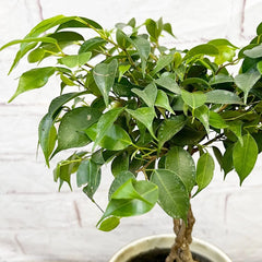 25 - 35cm Ficus Green King Rubber Plant 12cm Pot House Plant