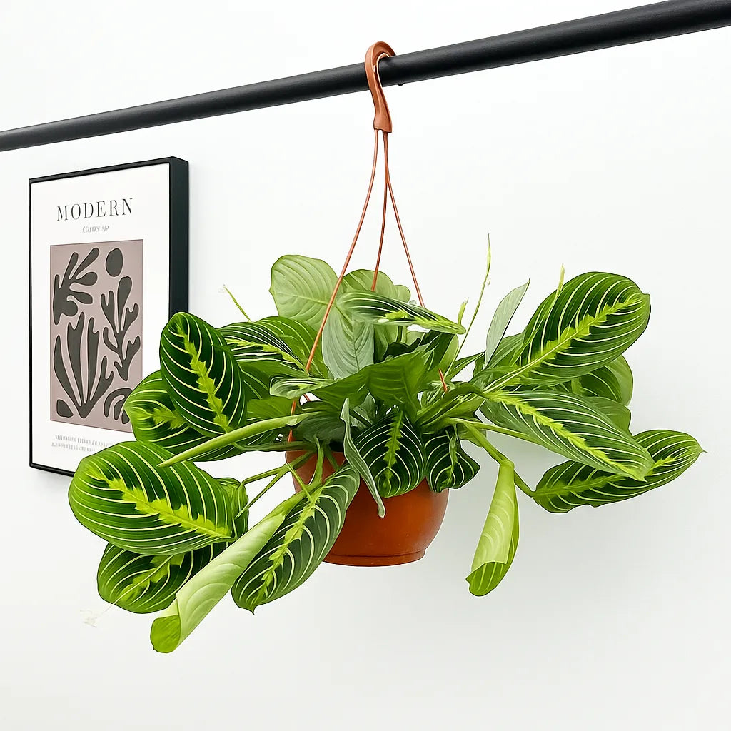 25 - 35cm Maranta Lemon Lime in Hanging Pot Prayer Plant 14cm Pot House Plant