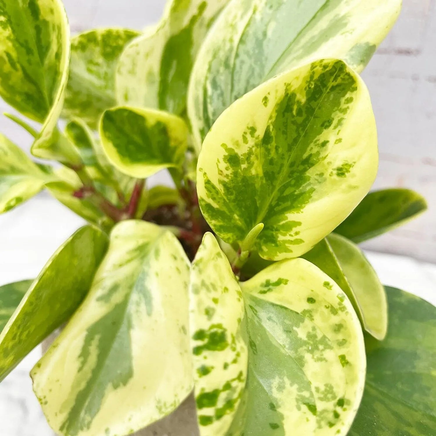 25 - 35cm Peperomia Obtusifolia USA 12cm Pot House Plant