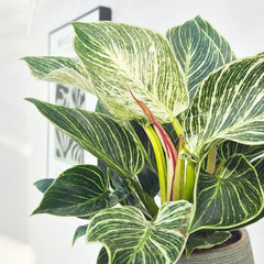 25 - 35cm Philodendron Birkin 12cm Pot House Plant