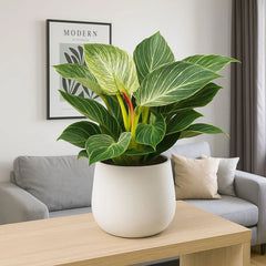 25 - 35cm Philodendron Birkin 12cm Pot House Plant