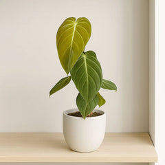 25 - 35cm Philodendron Melanochrysum 12cm Pot House Plant