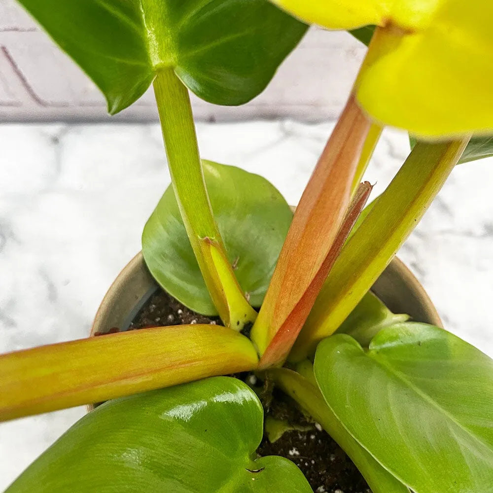 25 - 35cm Philodendron Moonshine Melinonii Ghost 12cm Pot House Plant