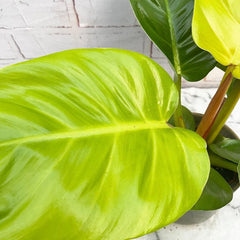 25 - 35cm Philodendron Moonshine Melinonii Ghost 12cm Pot House Plant