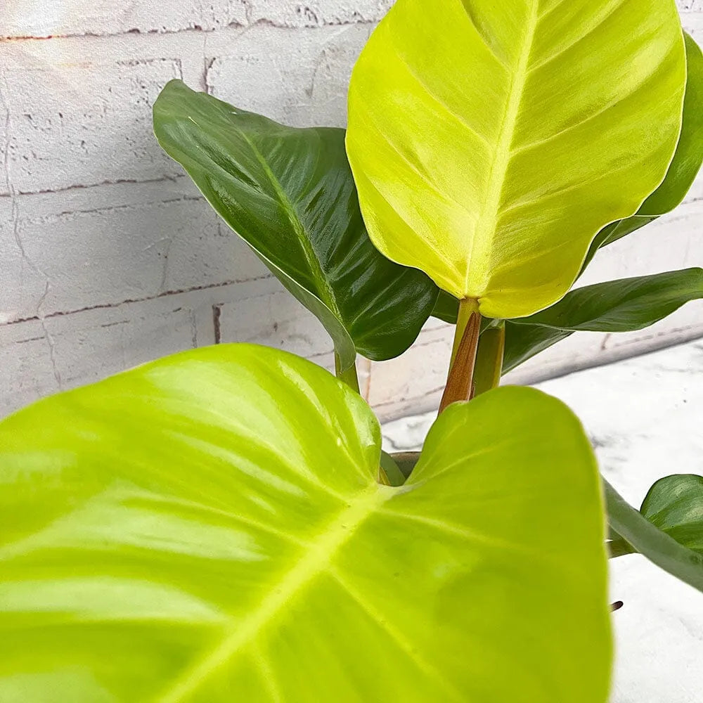 25 - 35cm Philodendron Moonshine Melinonii Ghost 12cm Pot House Plant