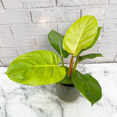 25 - 35cm Philodendron Moonshine Melinonii Ghost 12cm Pot House Plant