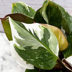 25 - 35cm Philodendron White Knight 12cm Pot House Plant