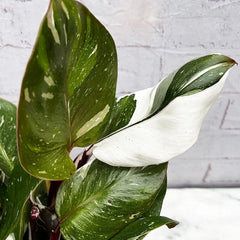25 - 35cm Philodendron White Knight 12cm Pot House Plant