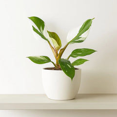 25 - 35cm Philodendron White Knight 12cm Pot House Plant