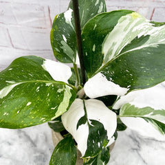 25 - 35cm Philodendron White Wizard 12cm Pot