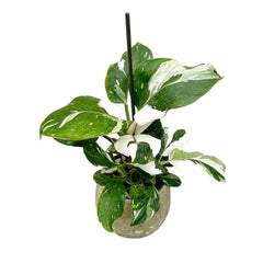 25 - 35cm Philodendron White Wizard 12cm Pot