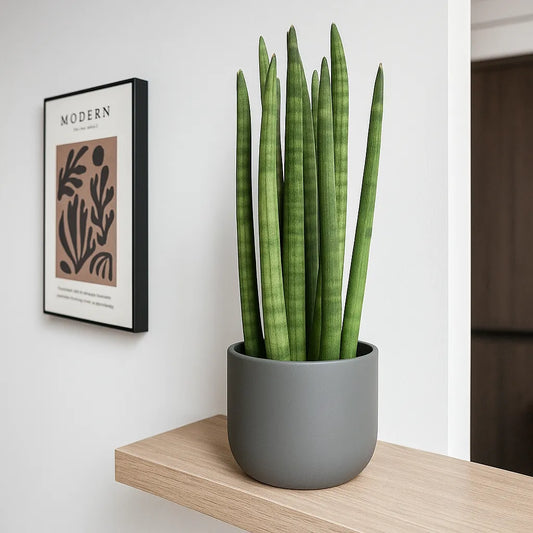25 - 35cm Sansevieria Cylindrica African Spear Snake Plant 12cm Pot House Plant