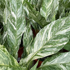 25 - 35cm Spathiphyllum Peace Lilly Variegated Pot 14cm House Plant