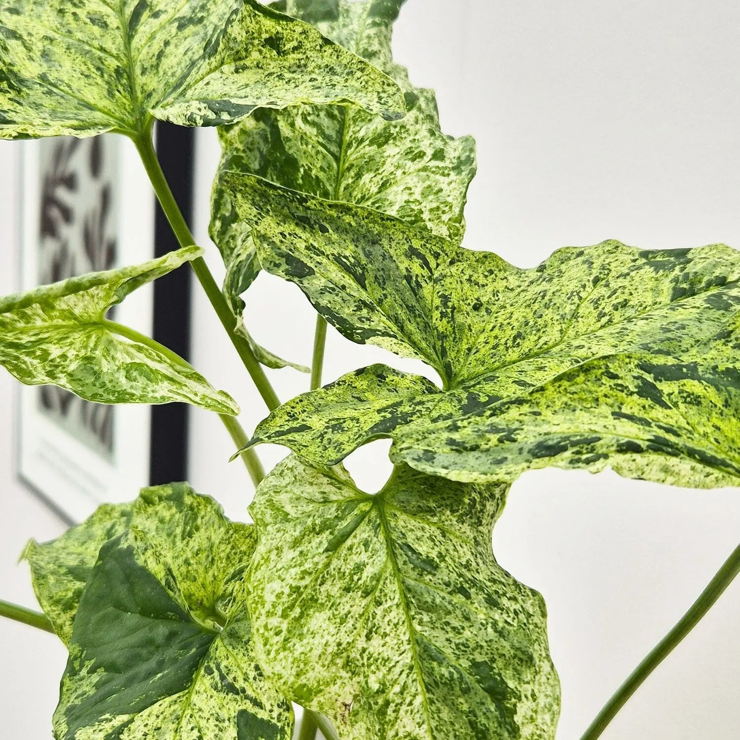 25 - 35cm Syngonium Mottled Arrowhead Plant 12cm Pot House Plant