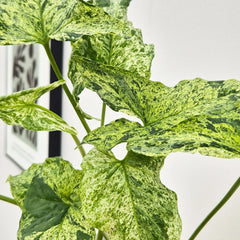 25 - 35cm Syngonium Mottled Arrowhead Plant 12cm Pot House Plant