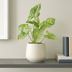 25 - 35cm Syngonium Mottled Arrowhead Plant 12cm Pot House Plant