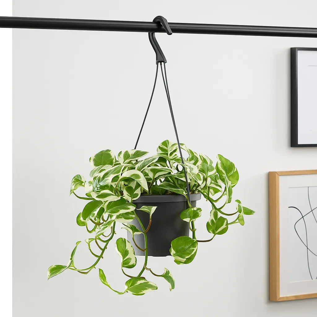 25 - 40cm Epipremnum Njoy Pothos in Hanging Pot 17cm House Plant