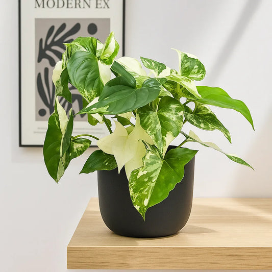 25 - 40cm Syngonium Albo Variegata 12cm Pot House Plant House Plant