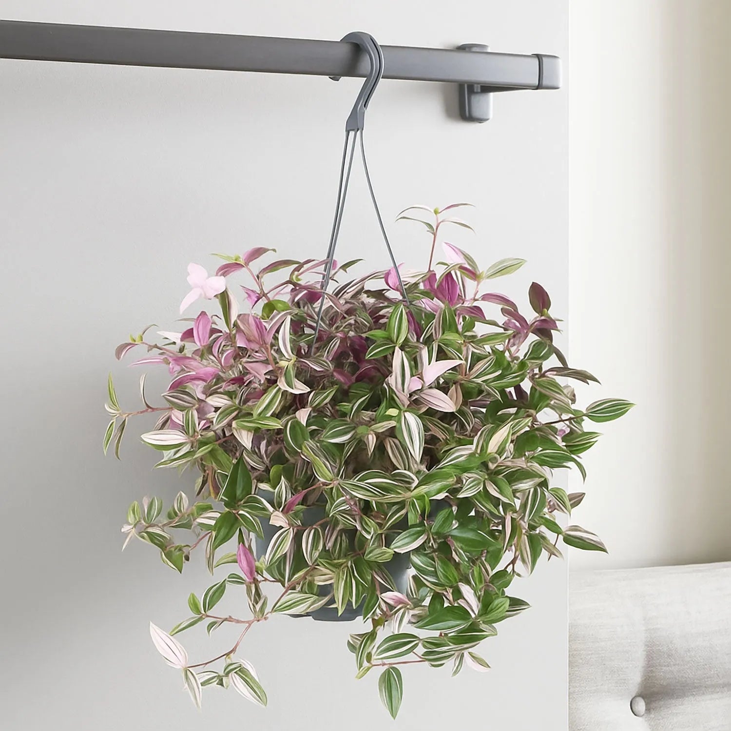 purple hanging house plant 25