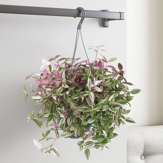 25 - 40cm Tradescantia Quadcolour Houseplant 17cm Hanging Pot