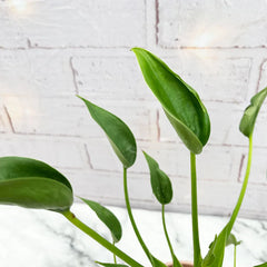 25 - 45cm Alocasia Tiny Dancer 12cm Pot