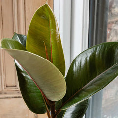 25 - 45cm Ficus Robusta Rubber Plant 12cm Pot House Plant