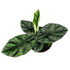 25 cm Alocasia Sinuata House Plant 14 cm Pot