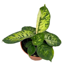 25 cm Homalomena Wallisii Camouflage House Plant 14 cm Pot