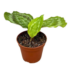 25 cm Kaempferia Fanciful Peacock Shazam House Plant 14 cm Pot