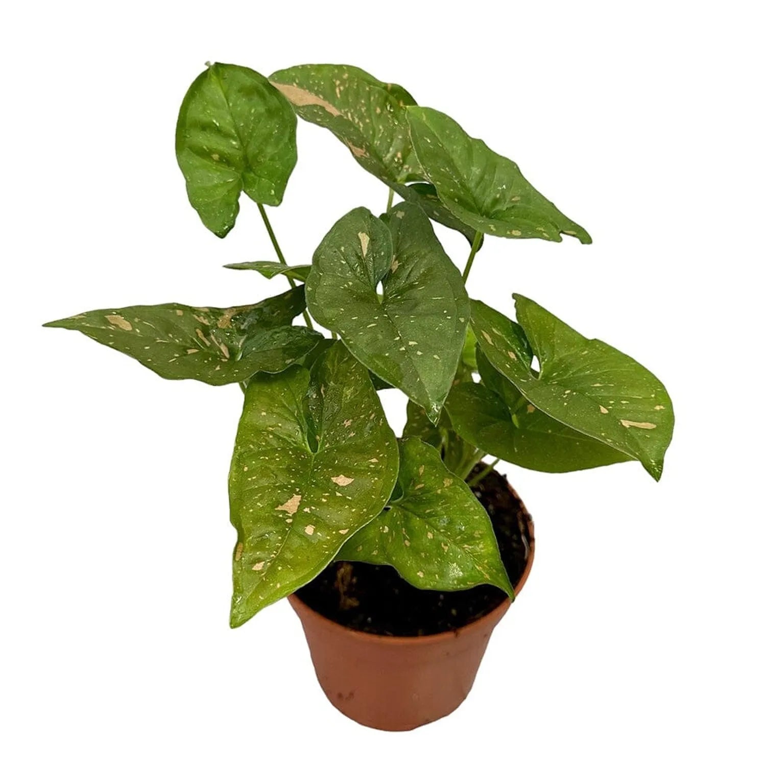 25 cm Syngonium Pink Splash Allusion House Plant 14 cm Pot