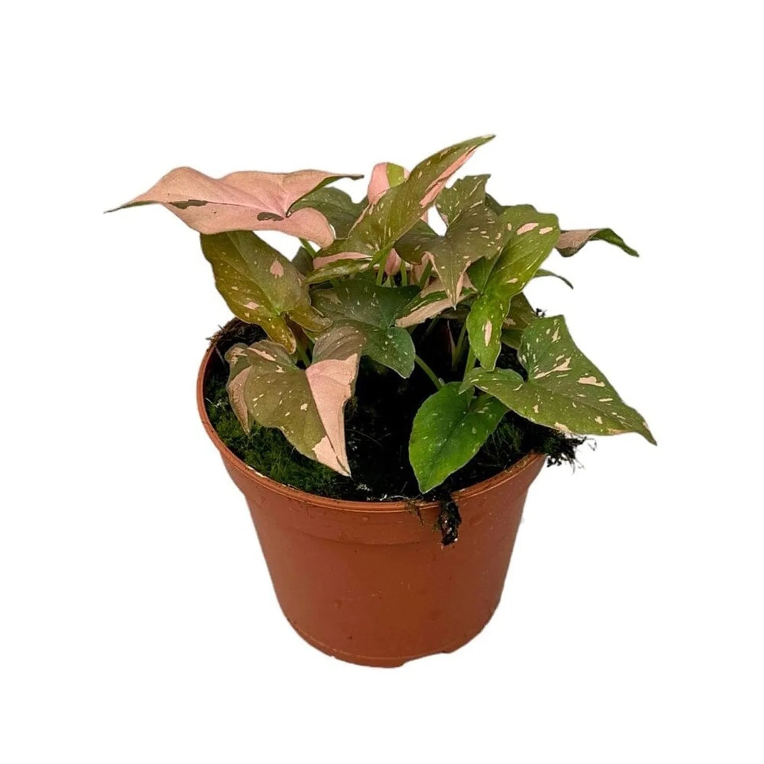 25 cm Syngonium Red Spot House Plant 14 cm Pot