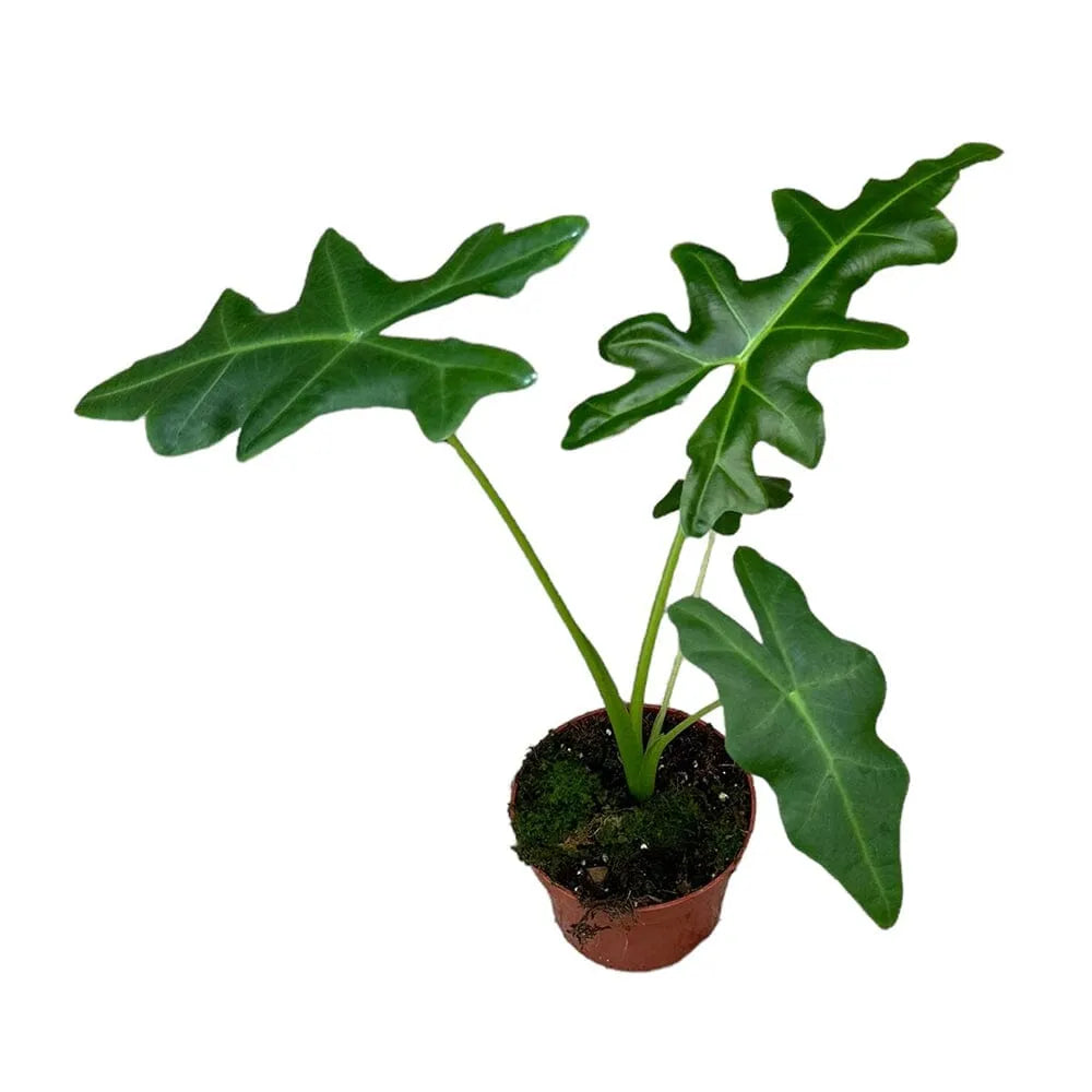 25cm Alocasia Portei House Plant 10,5 cm Pot
