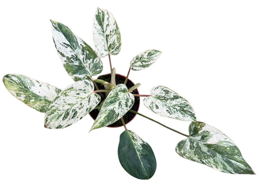 Philodendron Emerald Queen House Plant 10.5cm Pot
