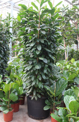 270 - 300cm XXL Ficus Cyathistipula 70cm Pot House Plant