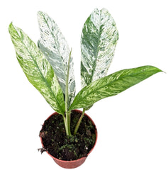 Rhaphidophora Foraminifera Marble 10.5cm Pot House Plant