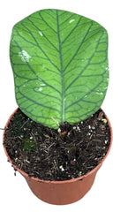 Hoya Meredithii Ted Green 10.5cm Pot 10cm Height House Plant