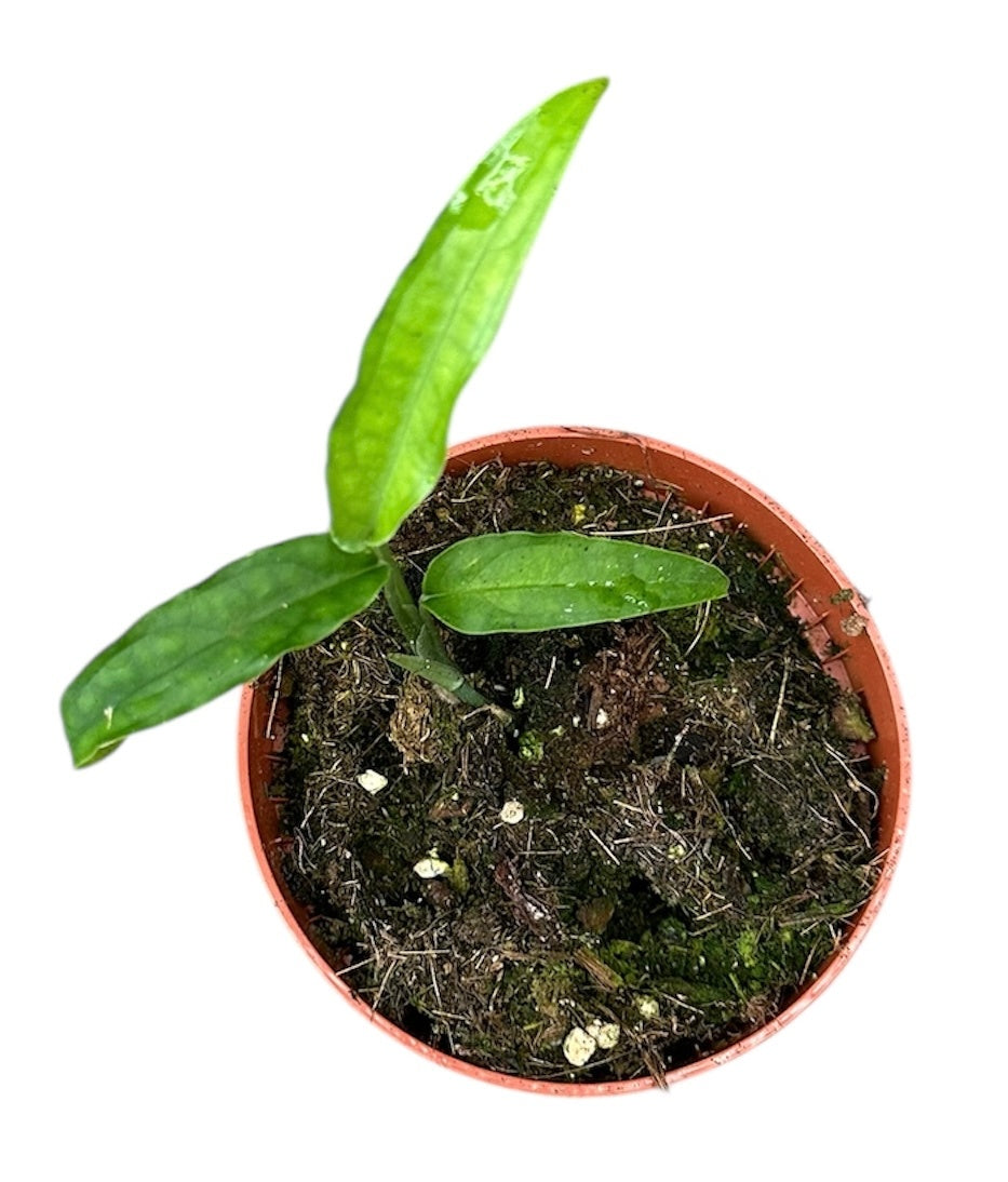 Monstera Obliqua Yasuni 10.5cm Pot House Plant – Plants For All Seasons