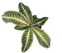 Labisia Japonica 10.5cm Pot House Plant