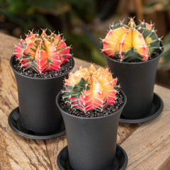 Variegated Gymnocalycium Mixed Cactus House Plant in 10cm Pot