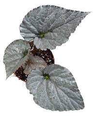 20 - 30cm Begonia Grey Earl 15cm Pot